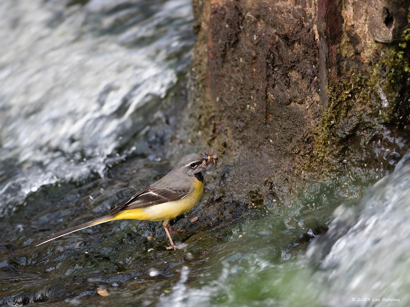 20190527 Grote gele kwikstaart