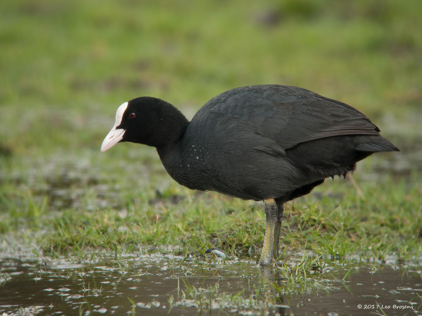 20170319 Meerkoet Hier kijkt deze meerkoet nog aardig voor zich uit maar binnenkort zal een territorium voor dit jaar worden uitgekozen dat vaak fel zal worden verdedigd tegen de talrijke soortgenoten die we in ons land tegen komen. Er is bijna geen park, kanaal of sloot in Nederland zonder meerkoeten. Zoet water met wat oevervegetatie is genoeg.