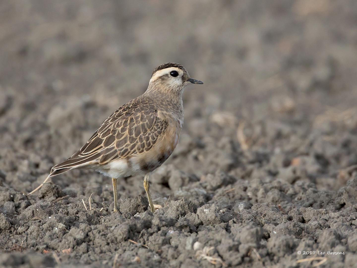 20140503 Morinelplevier