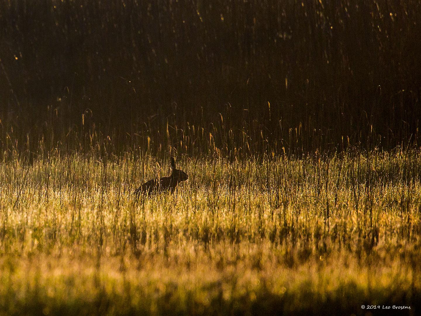 20191104 Haas Eentje uit mijn archief. Een foto waar het niet draait om details maar om sfeer. Een foto die me doet denken aan een spreekwoord; "De morgenstond heeft goud in de mond" ofwel "Vroeg in de morgen doe je vaak het makkelijkste het meeste werk". Dat geldt ook voor deze haas, heel vroeg is het het veiligst om de tank te vullen om de dag weer door te kunnen komen. En vroeg was het hier op een ochtend vroeg in mei, 5uur59 om precies te zijn. De zonnestralen piepen net boven de horizon uit en verlicht
