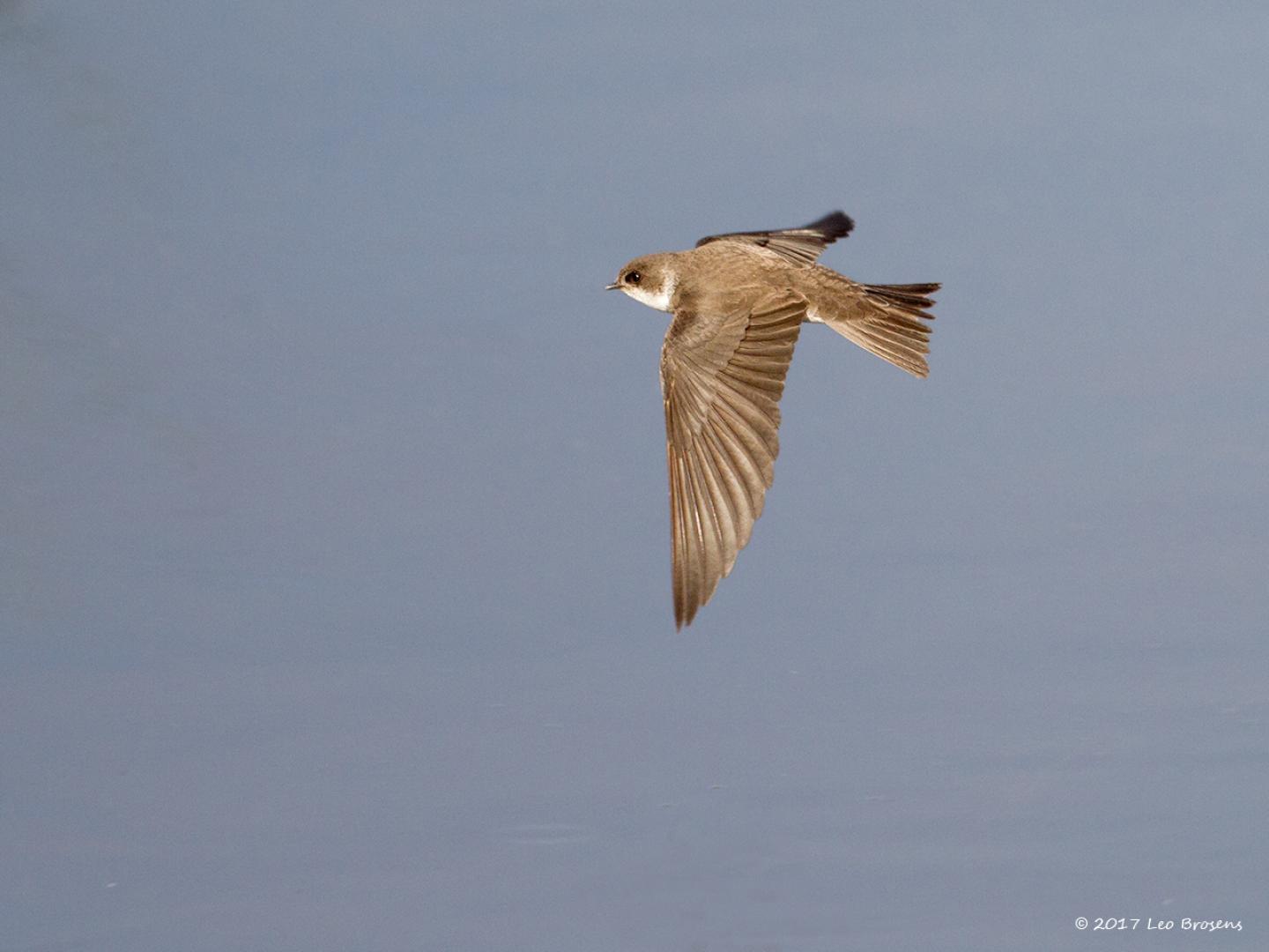 20170424 Oeverzwaluw De kleuren van de oeverzwaluw zou je saai kunnen noemen, dat geldt niet voor de manier waarop ie vliegt. Dat is zeker niet saai en leuk om te zien. Snel en behendig schiet ie alle kanten op om vliegende insecten te grazen te nemen. Ook vlak boven het water vliegt ie graag. Soms weet ie al vliegend een insect vanaf het wateroppervlak op te scheppen.