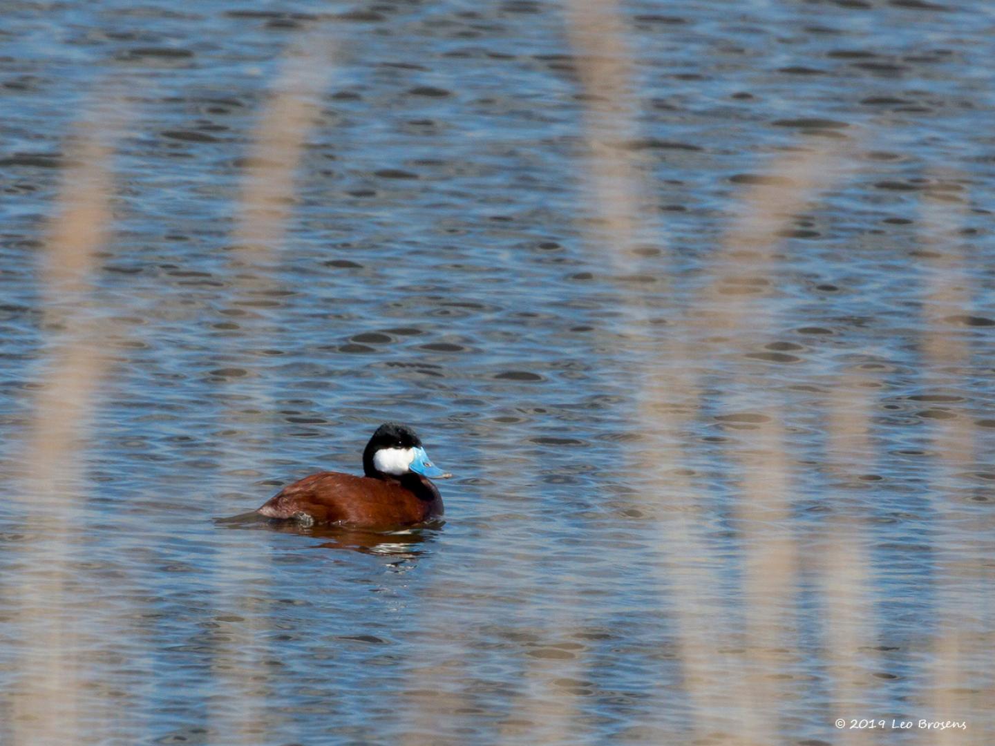 20160412 Rosse stekelstaart