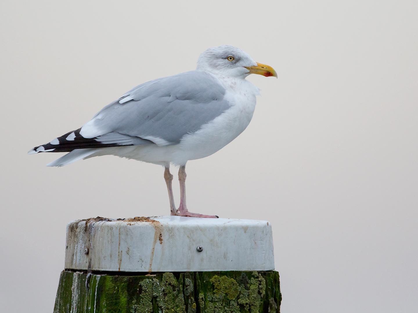 20140118 Zilvermeeuw