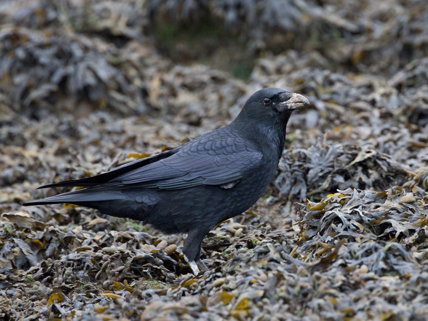 20140118 Zwarte kraai