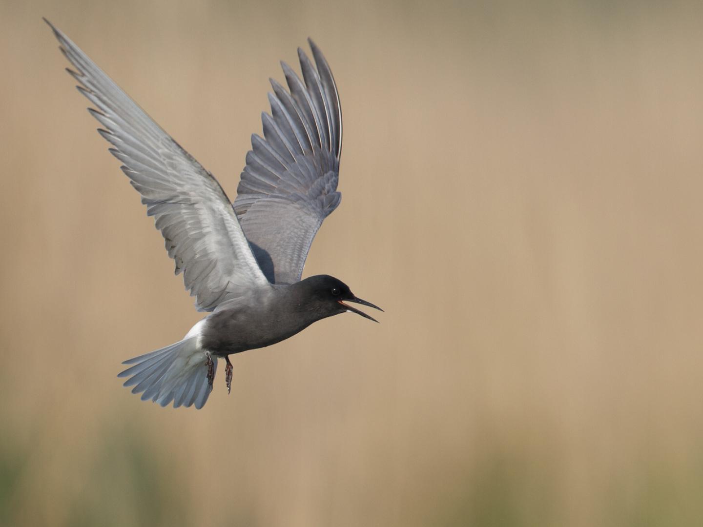 20120522 Zwarte stern