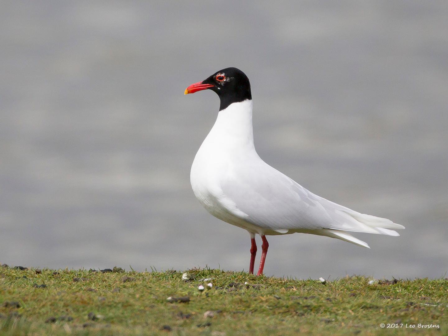 20160415 Zwartkopmeeuw