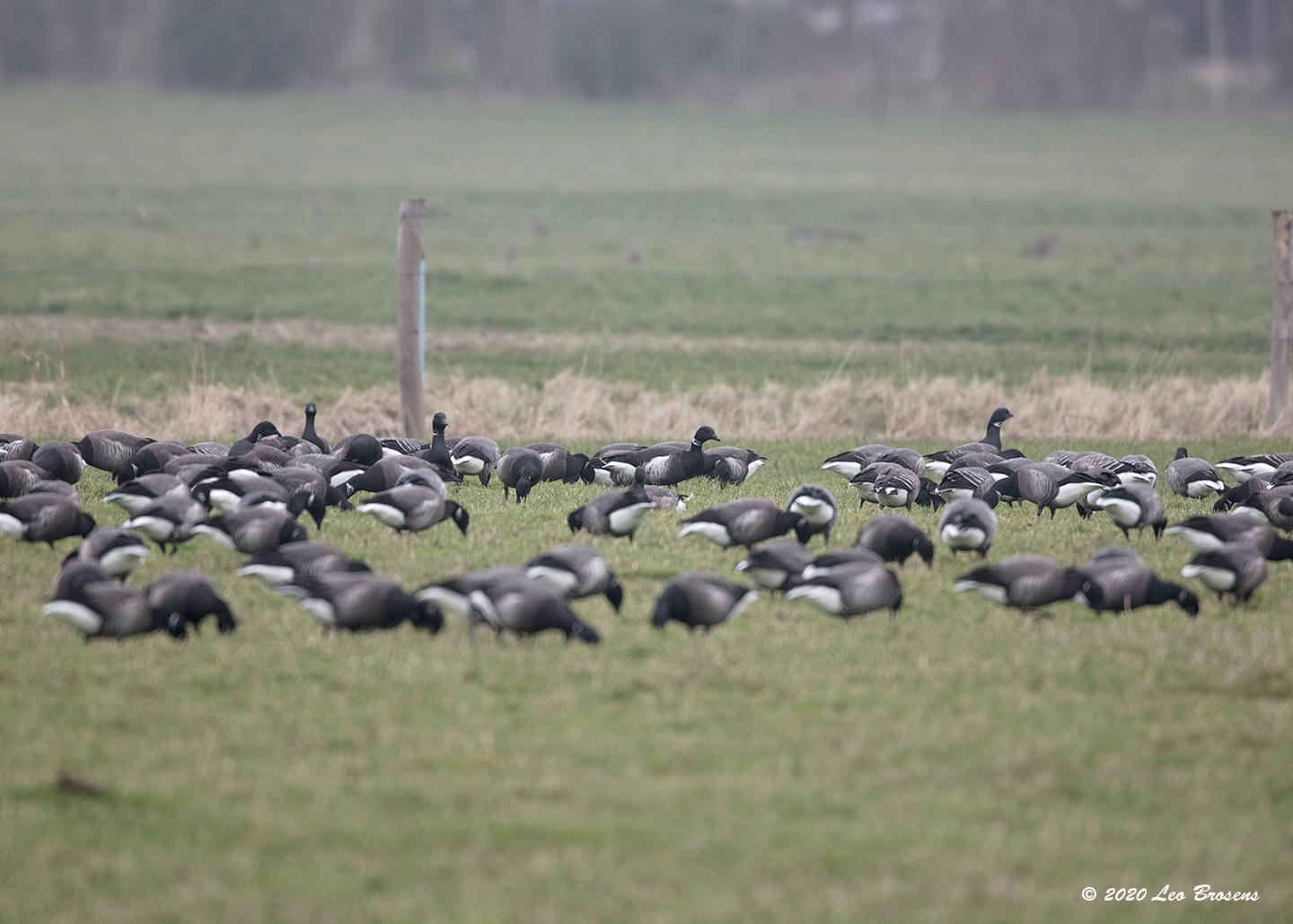 20200124 Zwarte Rotgans Dit is niet zo maar een ganzenfoto zal de echte vogelaar herkennen. Wie ziet de clou?