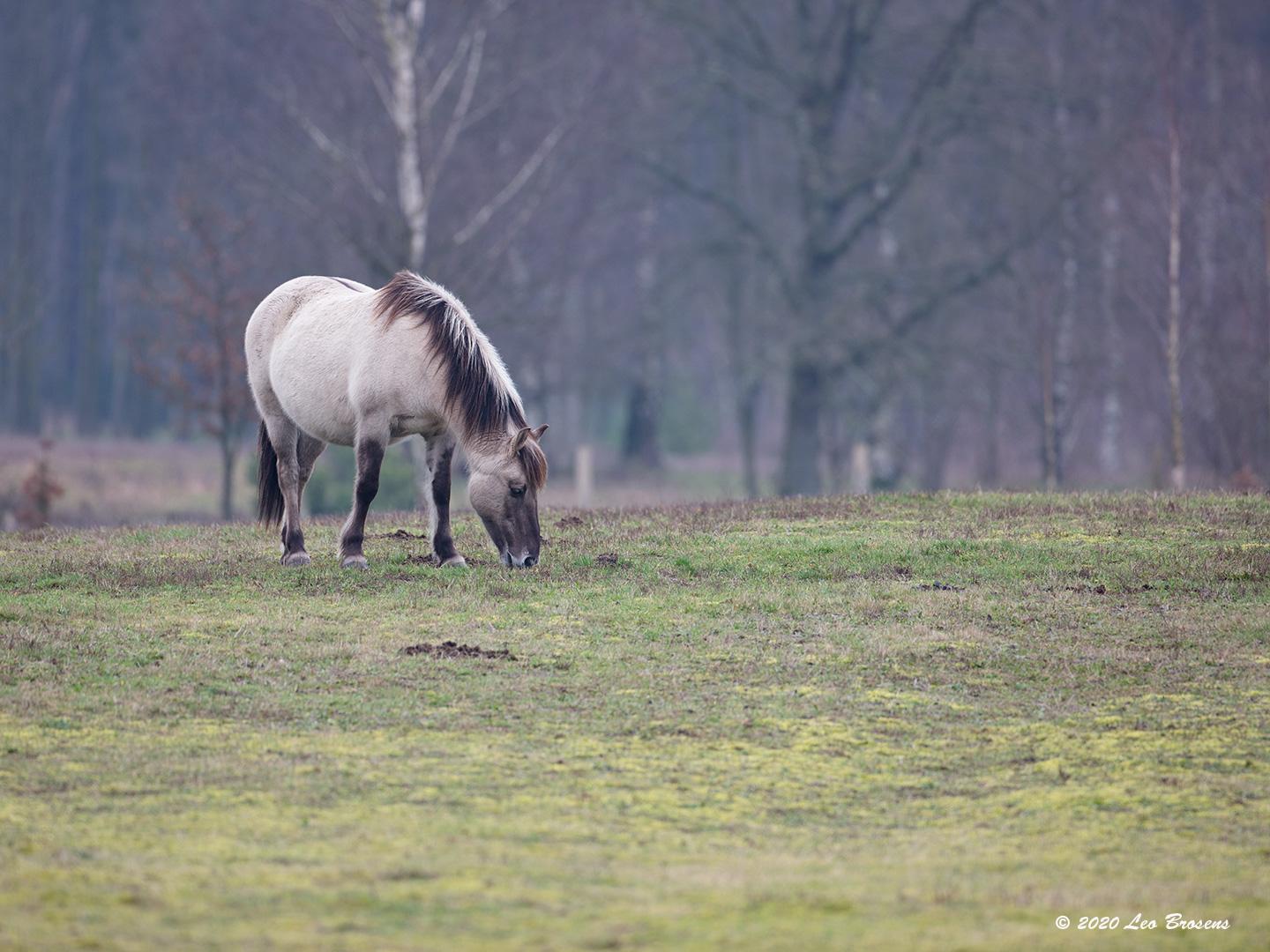 Konikpaard Arendonk 20200206