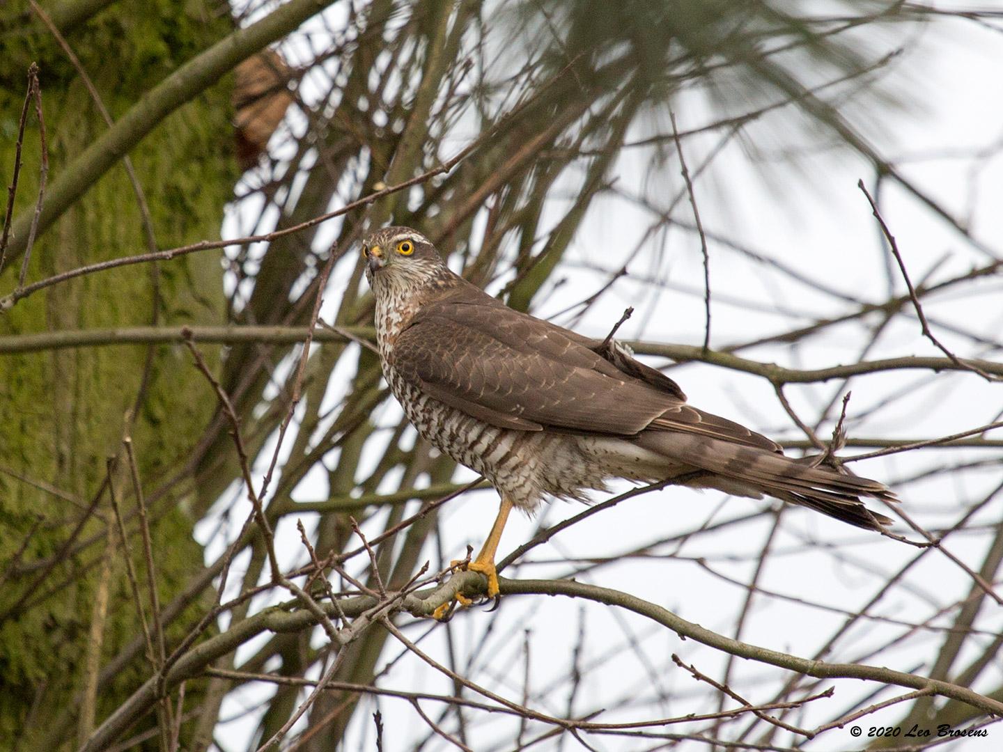 Sperwer Turfstraat Sprundel 20200204