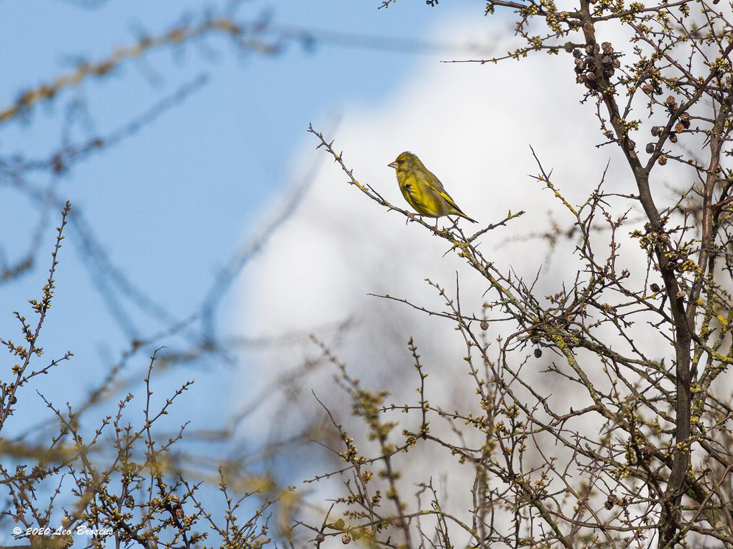 Groenling 20200303 Sprundel Turfstraat