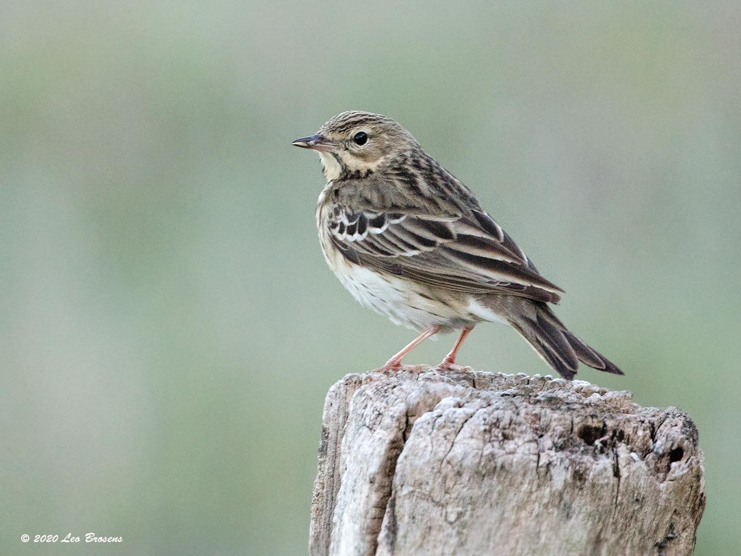 Boompieper  20200515  Pannenhoef