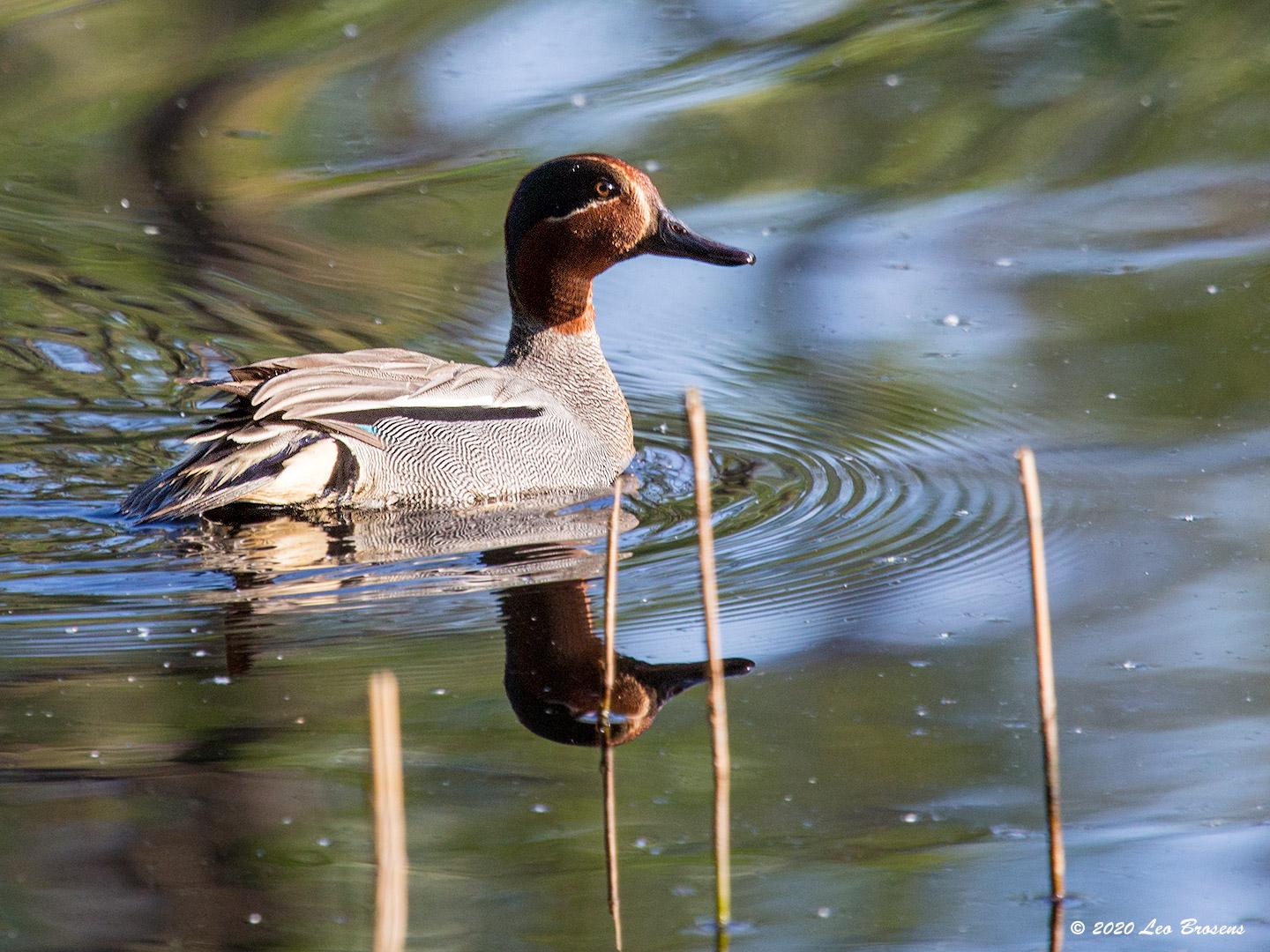 Wintertaling  20200517  Zundert De Krochten
