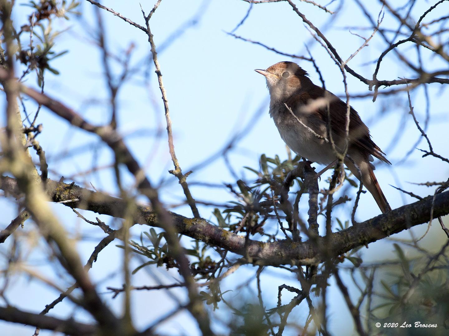 Nachtegaal  20200528  Zeeland Brouwersdam