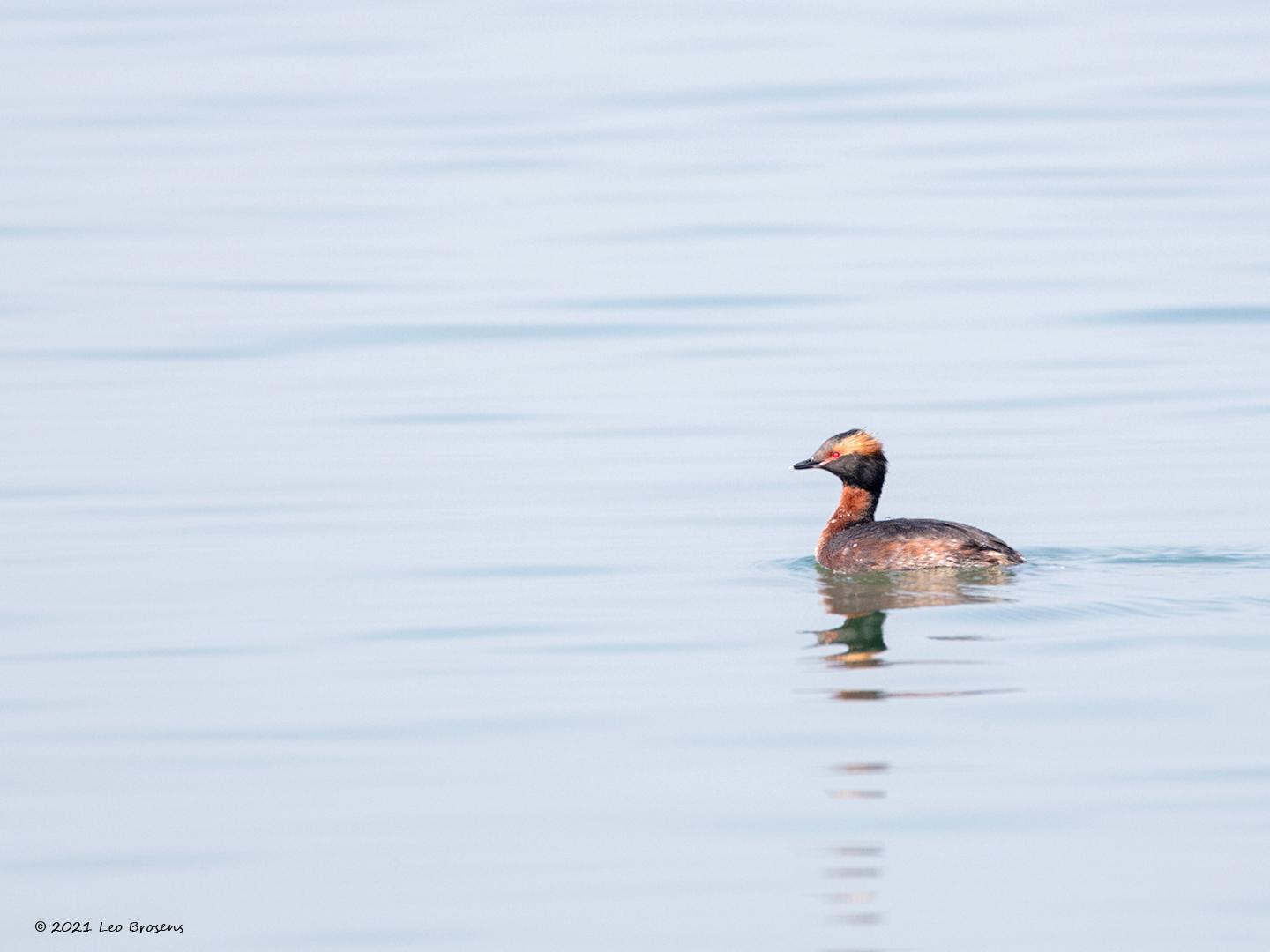 Kuifduiker  20210331  Brouwersdam