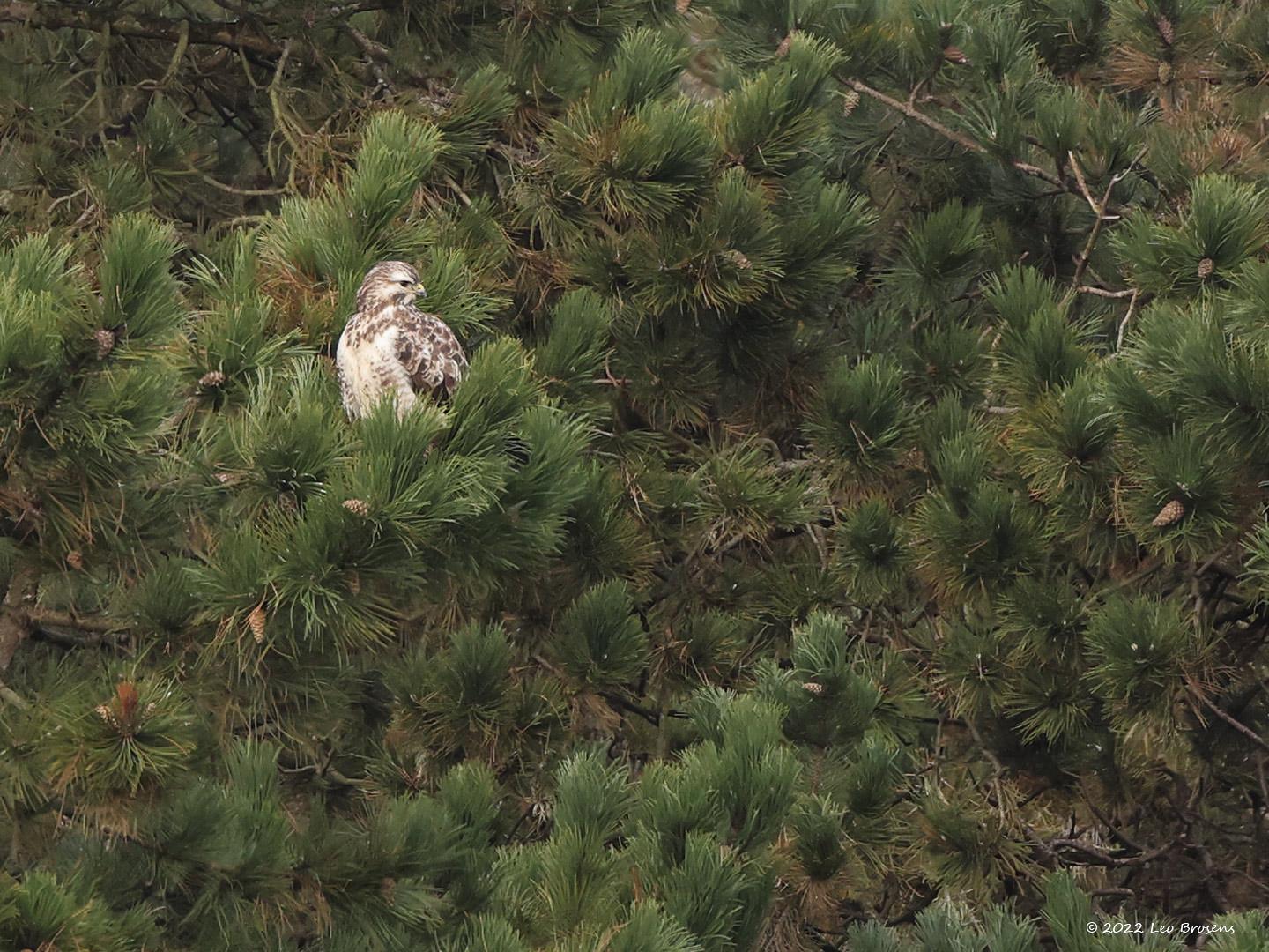 Buizerd  20220121  Verreweg de meeste buizerds zijn overwegend bruin van kleur. Enkele exemplaren vertonen echter best veel wit in hun verenkleed. Zoals deze die vandaag in de buurt van 's Heeren Vrunten vertoefde. De vogel zat ca. 150 meter ver weg maar viel toch op vanwege dat wit.