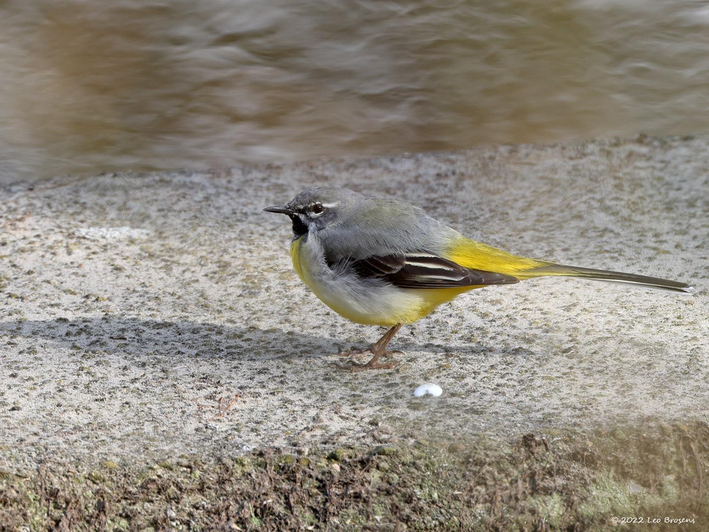 Grote gele kwikstaart  20220314  Ik weet niet of ze er deze winter ook te vinden waren, waarschijnlijk niet, maar op dit moment zijn er weer meerdere grote gele kwikken te vinden bij de mark in het grensgebied. Een mooie vogel vind ik die kenmerkend langs de waterkant te vinden is.
