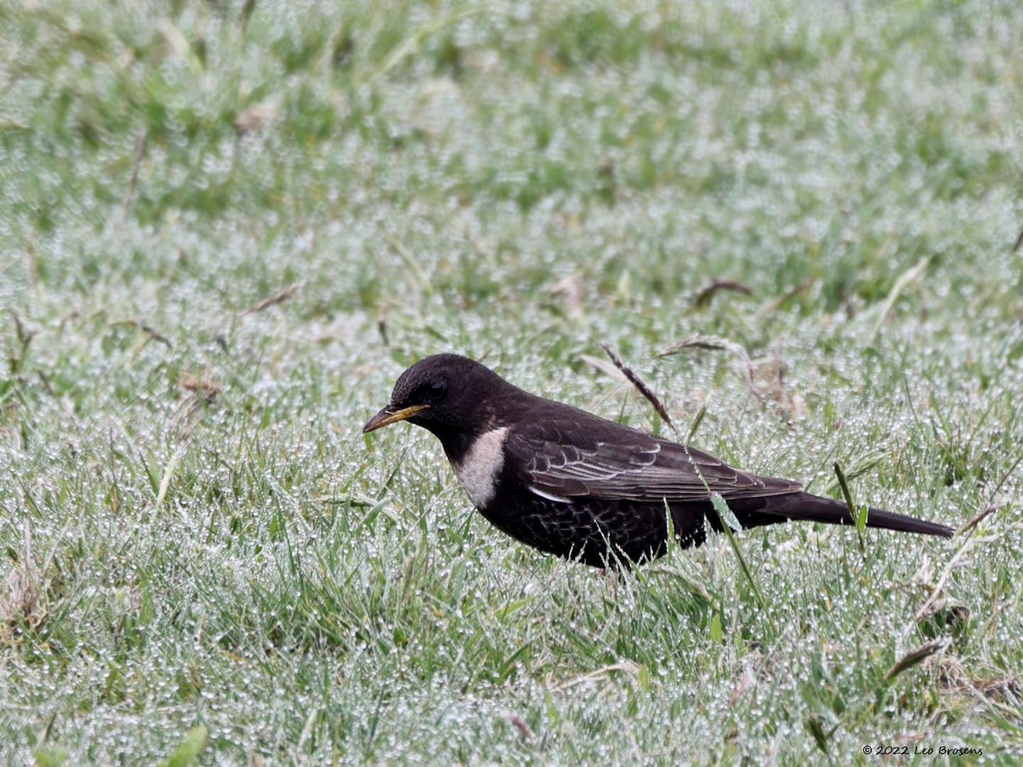 Beflijster  20220415  Kraaijenberg Markiezaat BoZ