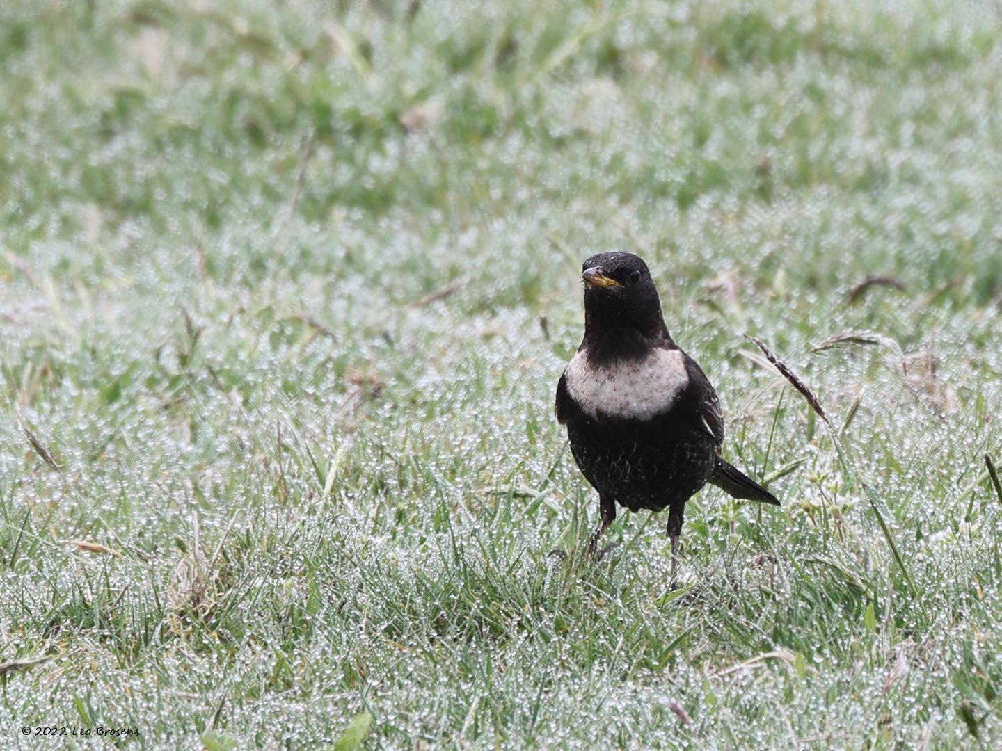 Beflijster  20220416  April is de maand waarin de meeste beflijsters gespot worden. Zo zijn er nu meerdere te zien in het Markiezaat waar ik gisteren deze foto's kon maken, ik zag er daar vijf. De aantallen verschillen per jaar, denk aan ca. 2 to 10 duizend in totaal op doortocht in ons land in een geheel jaar. Soms vormt zich een klein groepje dat meerdere dagen op een plek blijft foerageren. Het is niet ongewoon dat zo'n plaats het volgende jaar weer bezocht wordt.