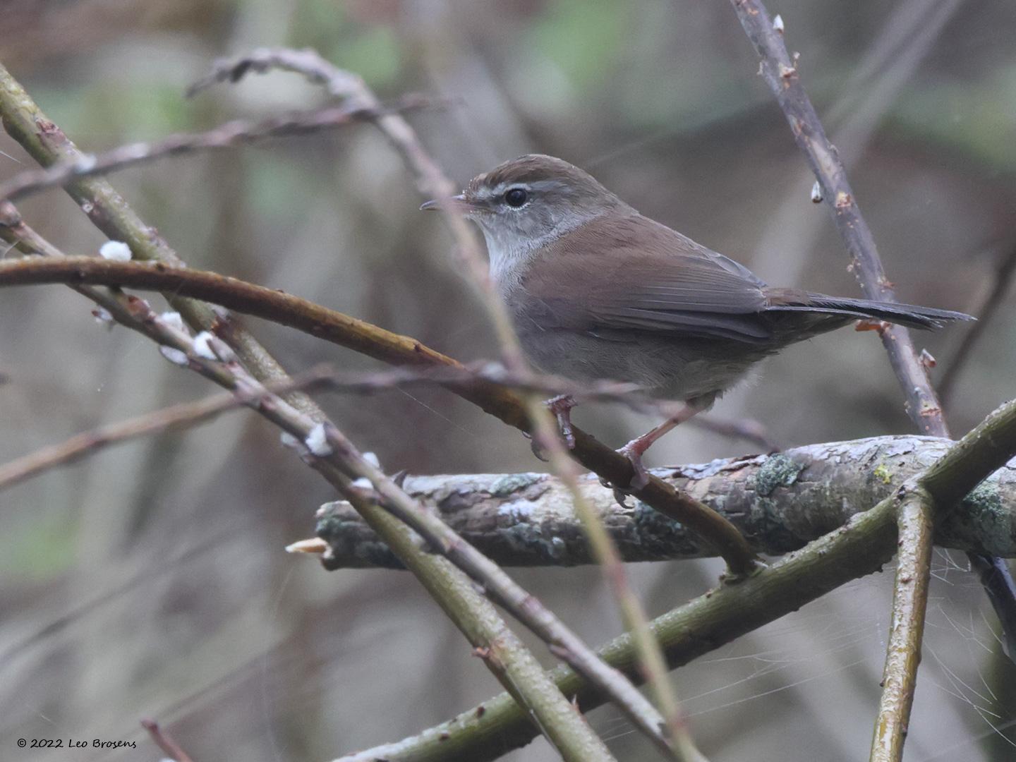 Cetti's zanger  20220415  Kraaijenberg Markiezaat BoZ
