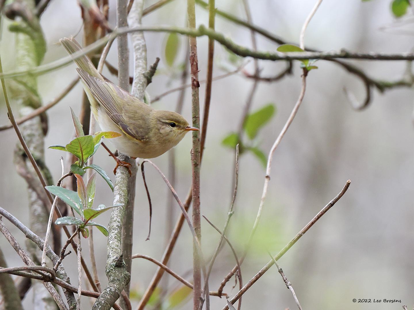 Fitis  20220413  De Krochten