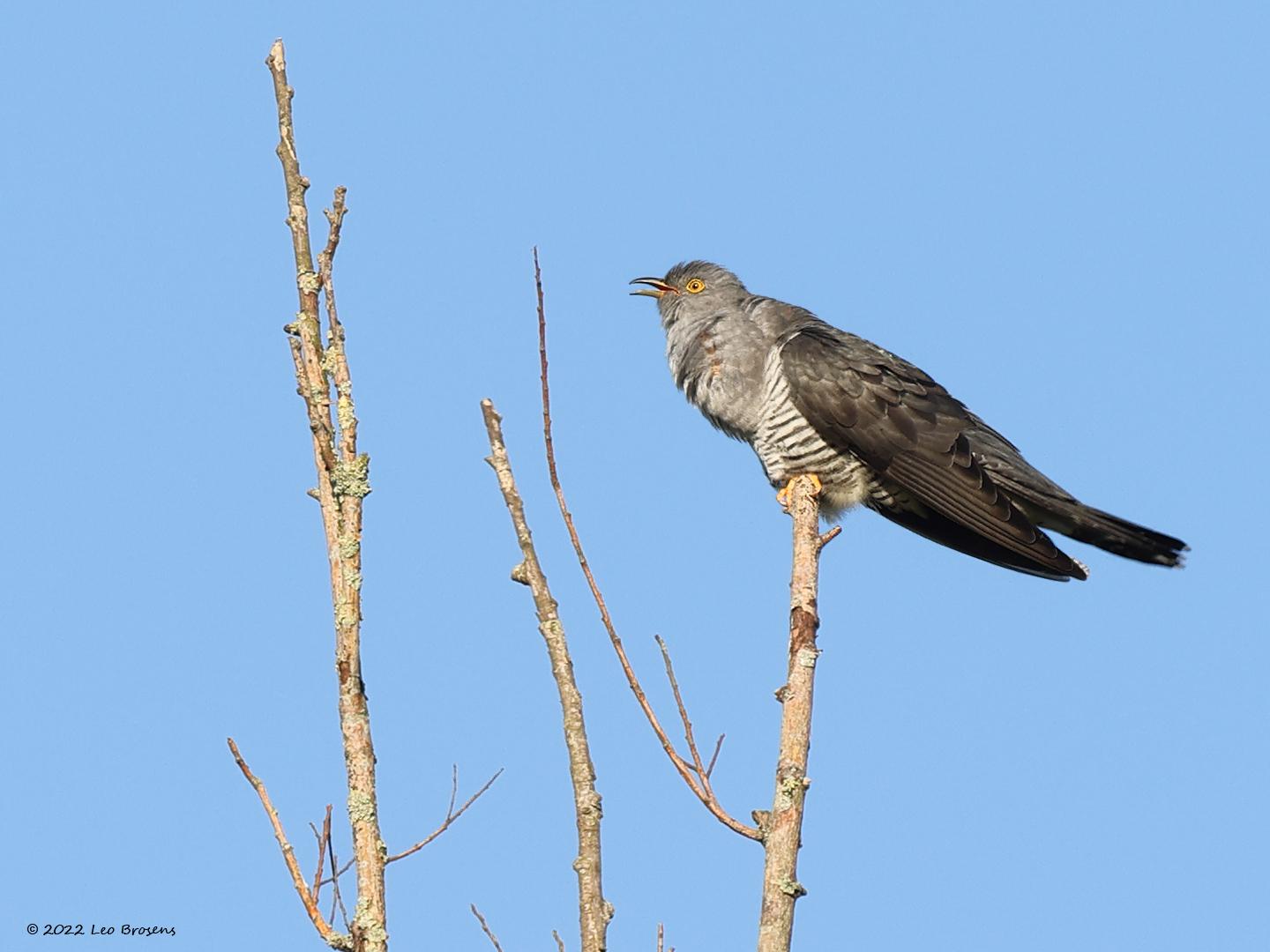 Koekoek  20220512  Tot nu heb ik nog nooit de mazzel gehad om een koekoek echt dichtbij in de zoeker te krijgen. Sommigen kunnen zijn roep nadoen waarop ie dan af komt, ik kan dat helaas niet. Moet het dus doen met dit soort foto's. Ik vind het een mooie en heel boeiende vogel, echt de moeite om je daar eens in te verdiepen. Als ie roept gebruikt ie daarvoor zijn krop helemaal, door de veertjes heen denk ik de onderliggende huid te kunnen zien?