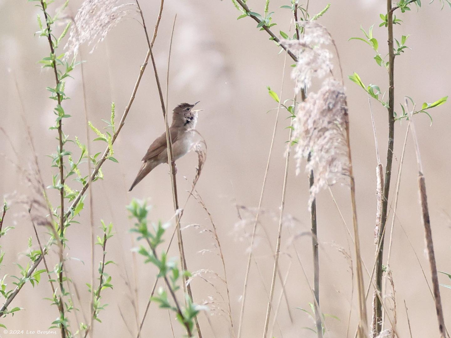 Snor  20240413  Noordpolder Calfven