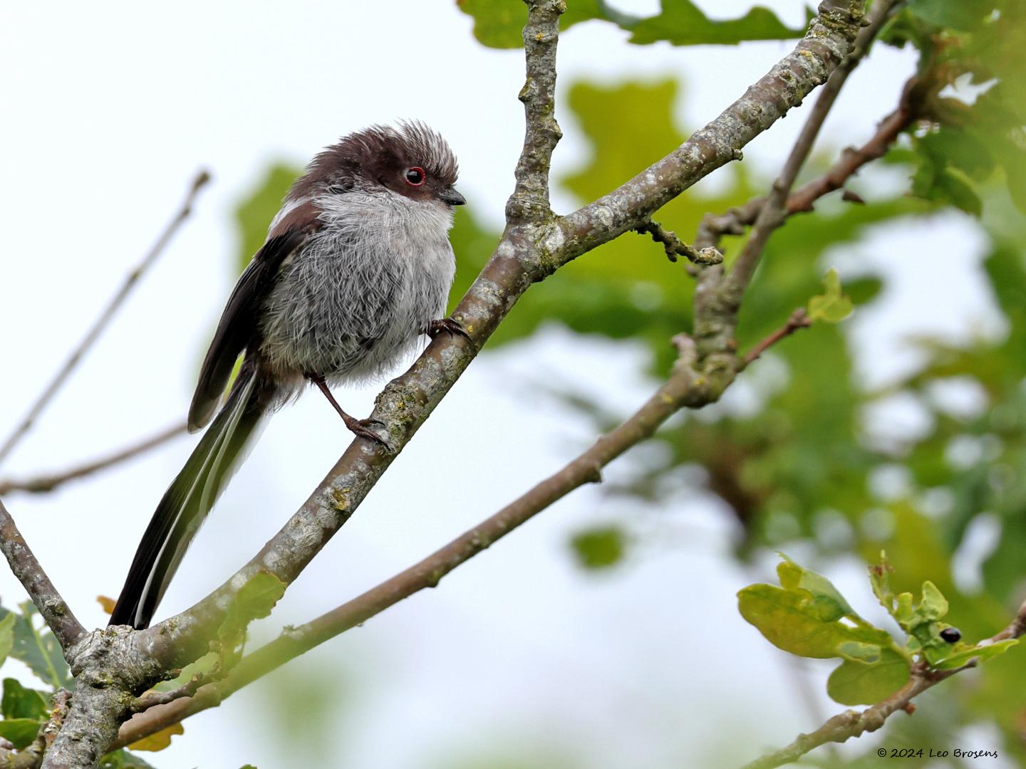 Staartmees  20240528  Wat beter weer, wat mooier licht, doet ook deze kleuter goed. Zo ziet ie er al wat knapper uit dan zijn vriendjes van in mijn vorige upload.