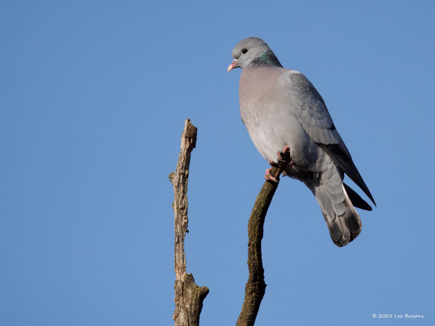 Holenduif  20250314  Je ziet deze holenduif veel in ons buitengebied. Vooral bij bosranden. Maar ook in onze tuinen kan deze duif op bezoek komen. Zo is bij mij weer een paartje terug gekomen nadat ik weer was begonnen met een beetje te voederen. Er zijn mensen die een zekere hekel hebben aan duiven, daar hoor ik niet bij.