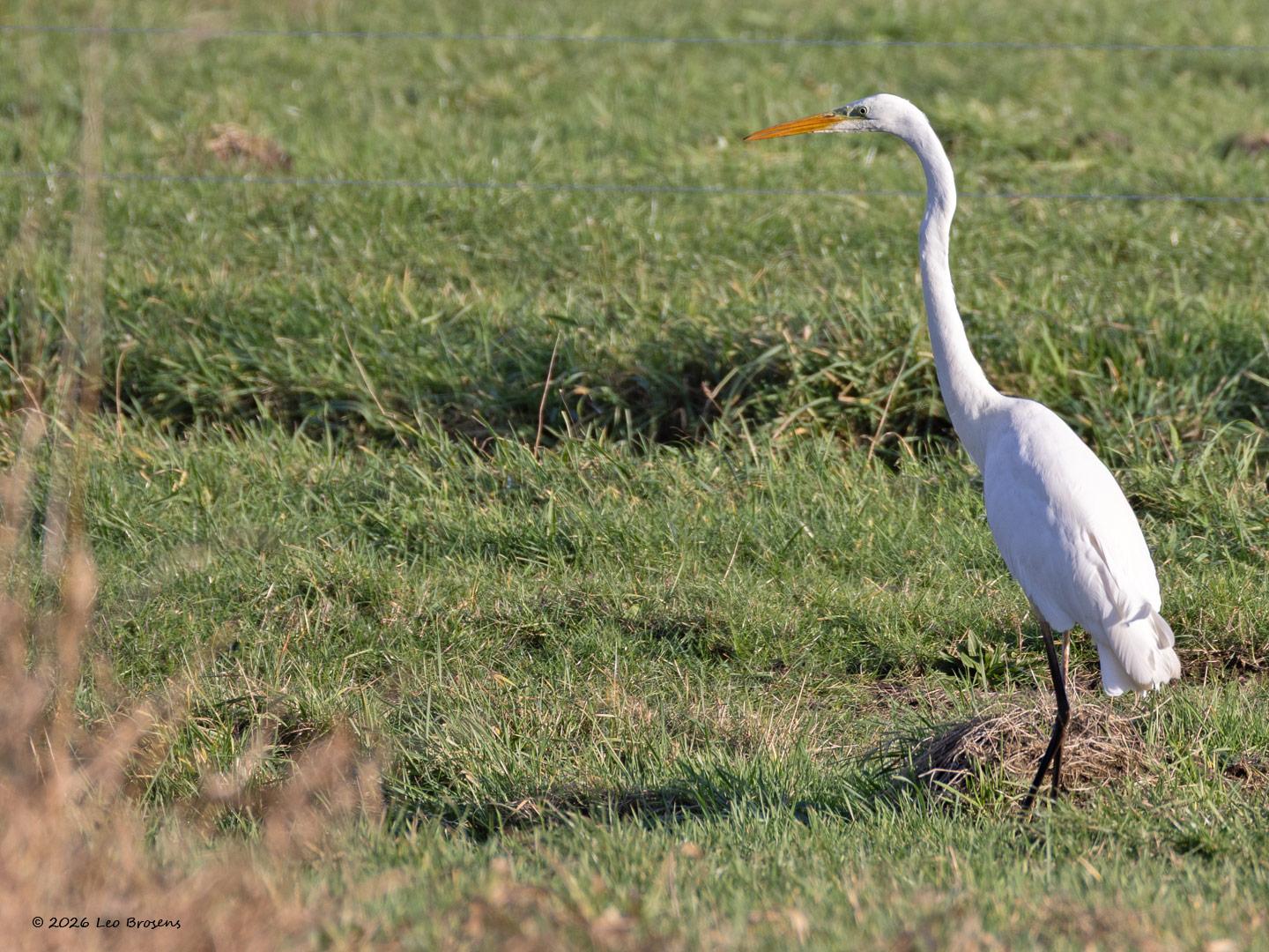 Grote zilverreiger