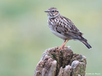 Boomleeuwerik / Lullula arborea