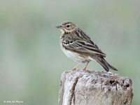 Boompieper / Anthus trivialis