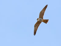 Boomvalk / Falco subbuteo