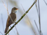 Bosrietzanger / Acrocephalus palustris