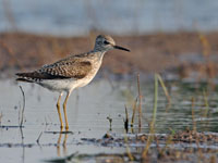 Bosruiter / Tringa glareola