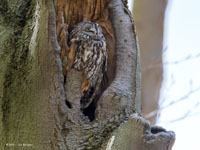 Bosuil / Strix aluco