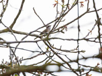 Braamsluiper / Silvia curruca