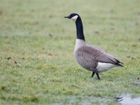 Canadese gans / Branta canadensis