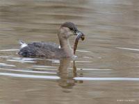 Dodaars / Tachybaptus ruficollis