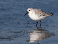 Drieteenstrandloper / Calidris alba