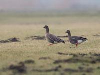 Dwerggans / Anser erythropus