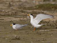 Dwergstern / Sternula albifrons