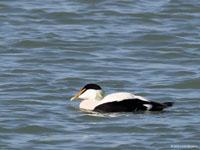 Eidereend / Somateria mollissima