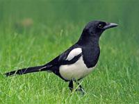 Ekster / Pica pica