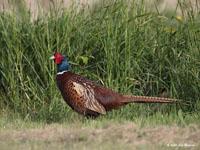 Fazant / Phasianus colchicus