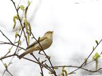 Fitis / Phylloscopus Trochilus