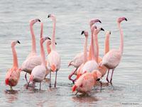 Flamingo / Phoenicopterus roseus
