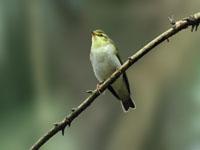 Fluiter / Phylloscopus sibilatrix