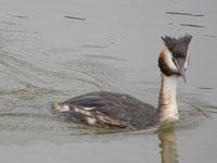 Fuut / Podiceps cristatus