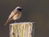 Gekraagde roodstaart / Phoenicurus phoenicurus