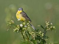 Gele kwikstaart / Motacilla flava